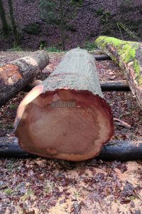 Holzsubmission Amerikanische Eiche