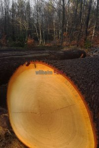 Holzsubmission 5