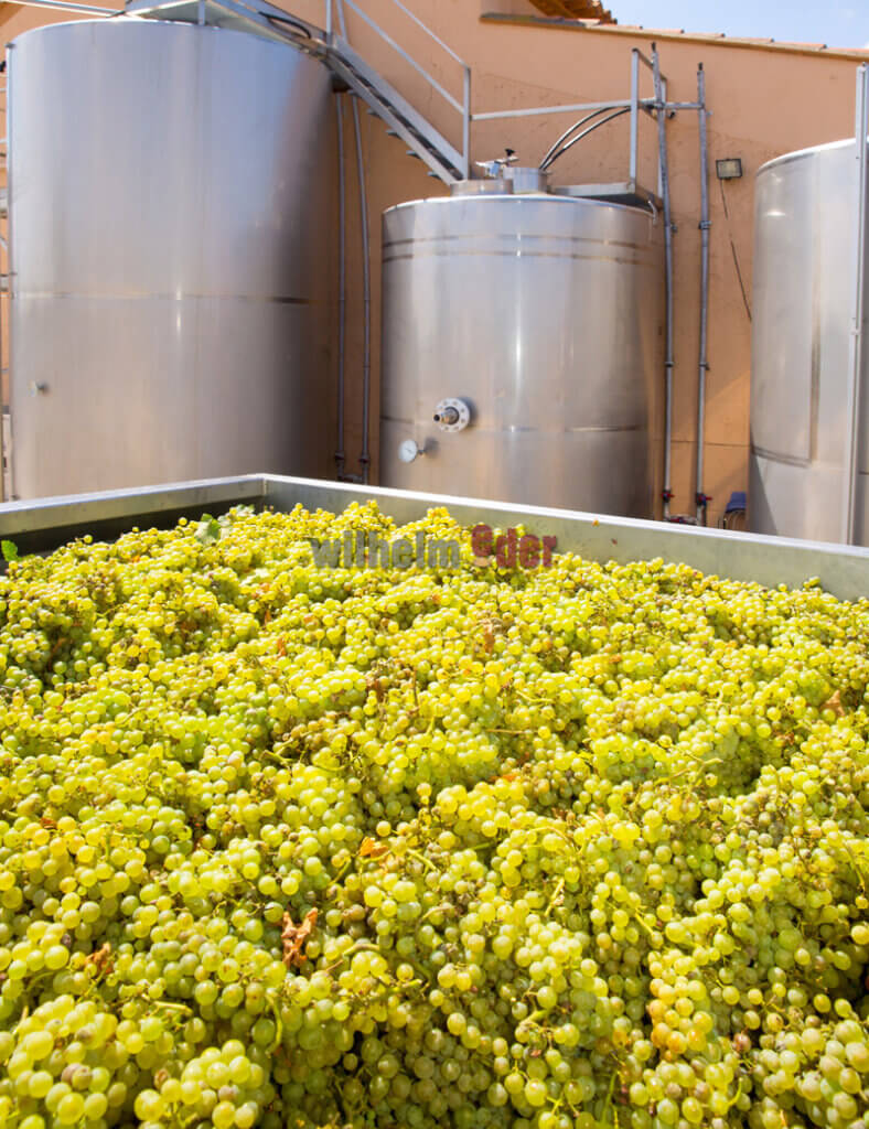 edelstahltanks_maische_weißwein