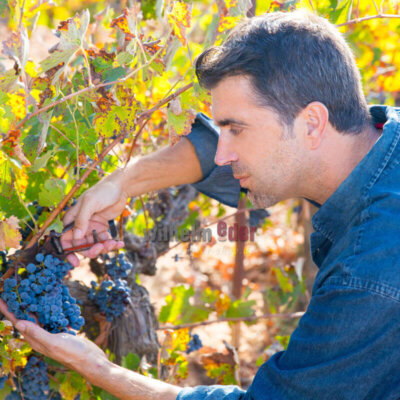 handlese_wein_sherry