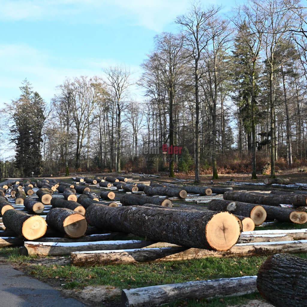 nachhaltigkeit_holzeinkauf_holzsubmission_2