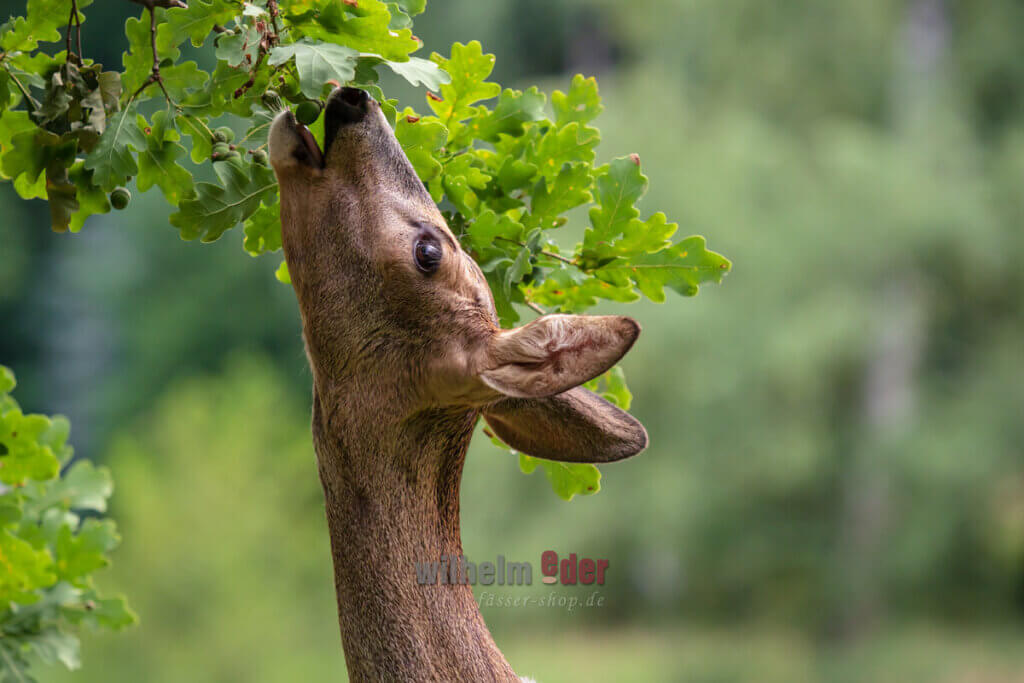 nachhaltigkeit_wald_