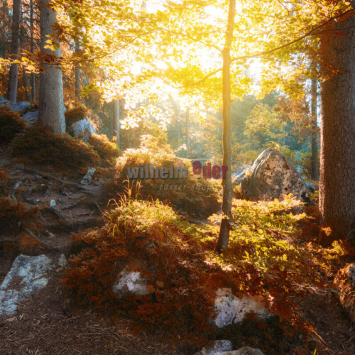 pfaelzer_wald pfaelzer_wald