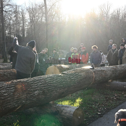 vom_baum_zum_fass_wertholzplatz_johanniskreuz_3 vom_baum_zum_fass_wertholzplatz_johanniskreuz_3