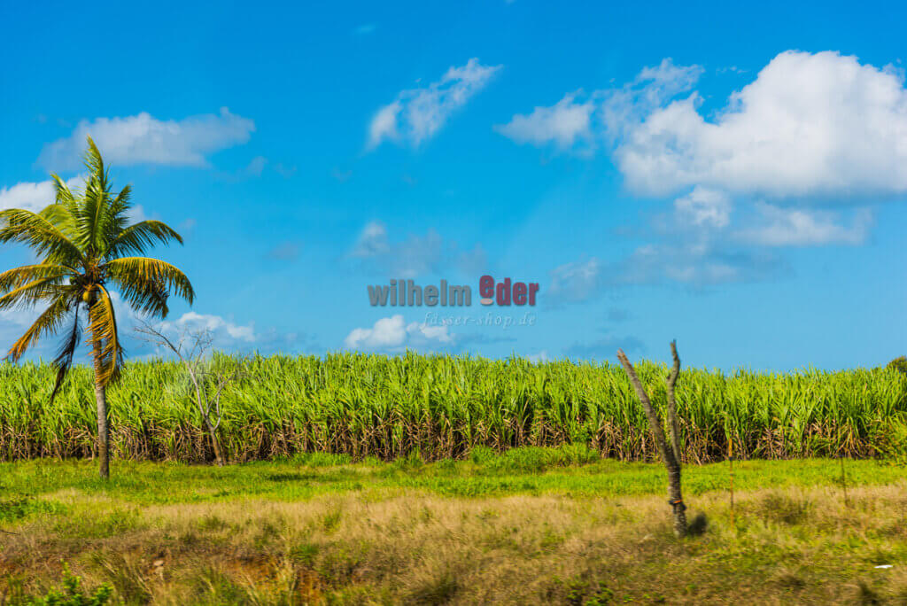 Palm tree by a sugar cane field